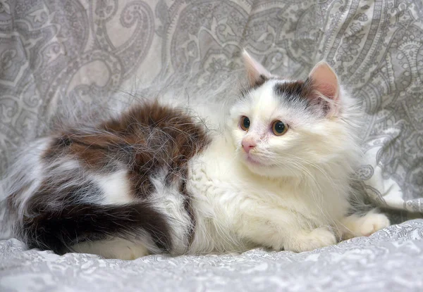 ソファの上に黒い斑点の子猫とかわいいふわふわの白い — ストック写真