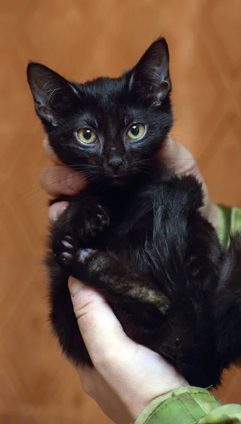 Bonito Pouco Assustado Preto Gatinho Mãos Perto — Fotografia de Stock