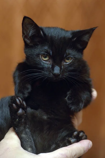 Bonito Pouco Assustado Preto Gatinho Mãos Perto — Fotografia de Stock