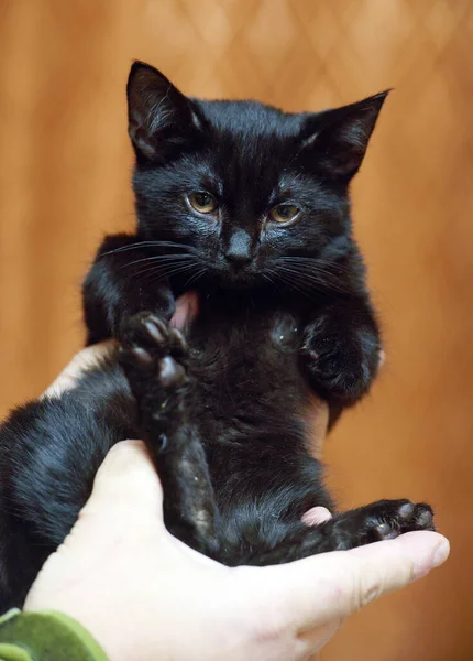 Carino Poco Spaventato Gattino Nero Mano Vicino — Foto Stock