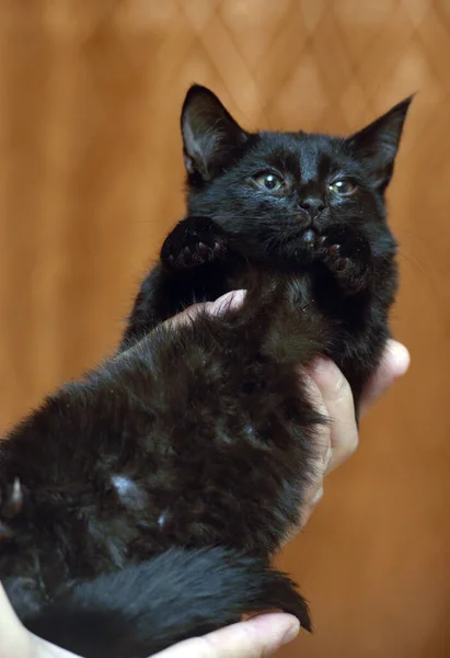 Roztomilý Malý Vyděšený Černý Kotě Ruce Close — Stock fotografie