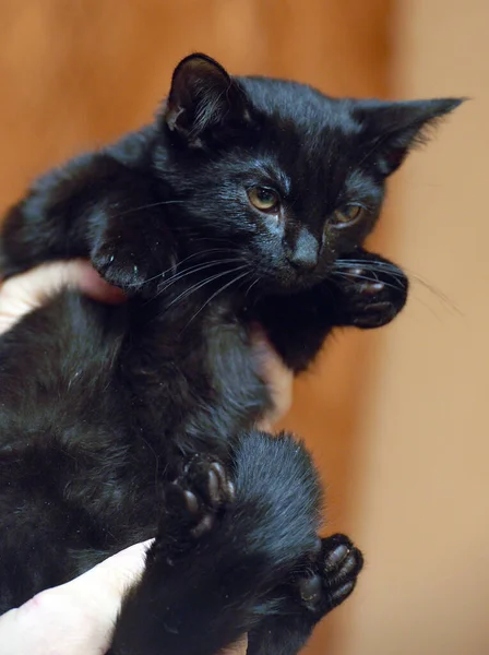 Schattig Klein Bang Zwart Kitten Handen Close — Stockfoto