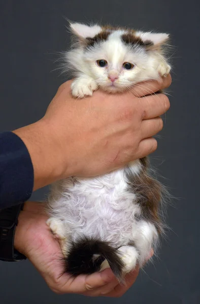 白地に黒い斑点がふわふわの子猫を手に — ストック写真