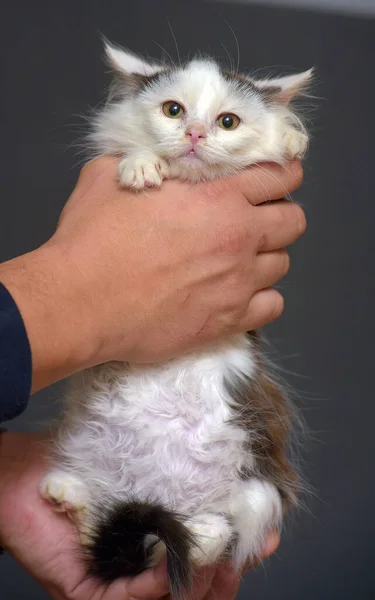 Bonito Branco Com Manchas Pretas Fofo Gatinho Mãos — Fotografia de Stock