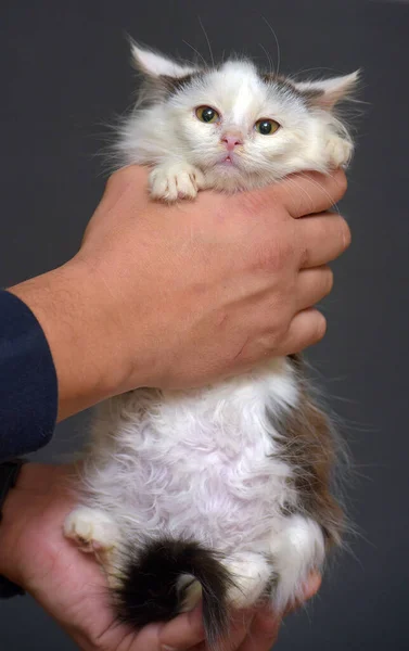 Cute White Black Spots Fluffy Kitten Hands — Stock Photo, Image