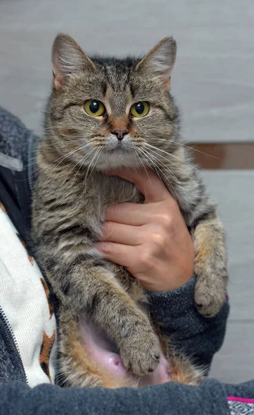 Affectionate Striped British Cat Hands Close — Stock Photo, Image