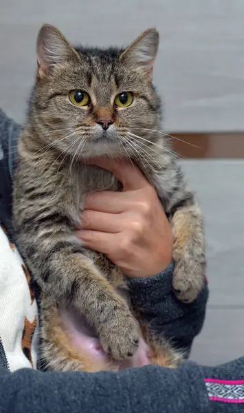 Cariñoso Rayas Británico Gato Manos Cerca — Foto de Stock