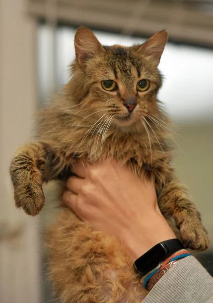 fluffy brown cute cat in hands close up