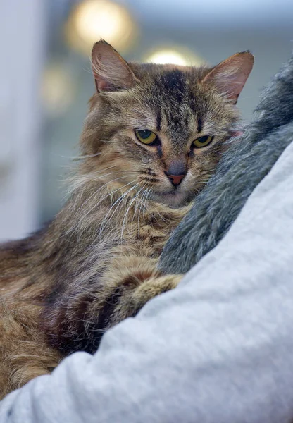 fluffy brown cute cat in hands close up