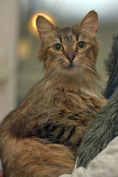 fluffy brown cute cat in hands close up