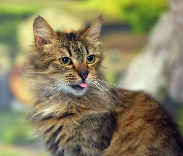 Pörröinen Ruskea Söpö Siperialainen Kissa Sohvalla — kuvapankkivalokuva