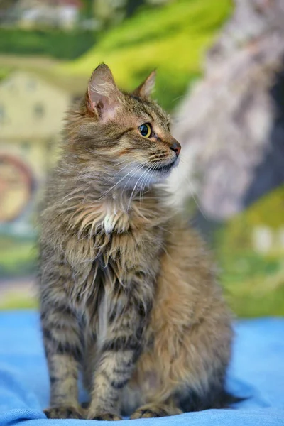 Fluffy Brown Cute Siberian Cat Couch — Stock Photo, Image