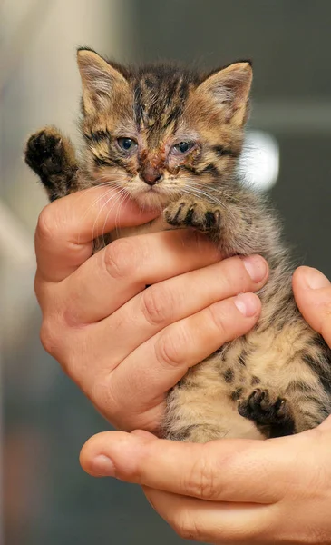 Little Kitten Sore Eyes Arms Animal Shelter — Stock Photo, Image