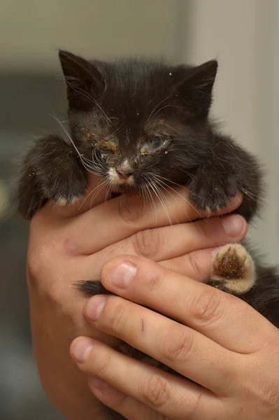 Mały Kotek Bolącymi Oczami Ramionach Schronisku Dla Zwierząt — Zdjęcie stockowe