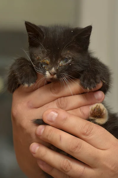 Hayvan Barınağında Kollarında Yaralı Gözleri Olan Küçük Bir Kedi Yavrusu — Stok fotoğraf