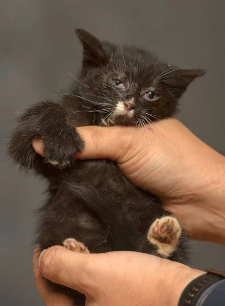 Hayvan Barınağında Kollarında Yaralı Gözleri Olan Küçük Bir Kedi Yavrusu — Stok fotoğraf
