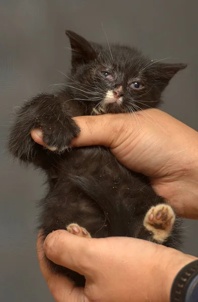 Liten Kattunge Med Ömma Ögon Armarna Vid Djurhemmet — Stockfoto