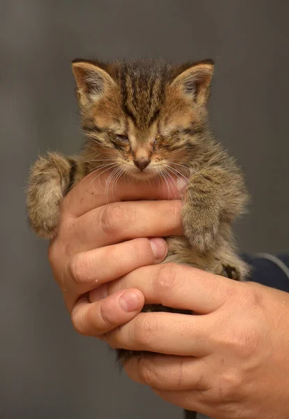 在动物庇护所 一只眼睛酸痛的小猫抱在怀里 — 图库照片