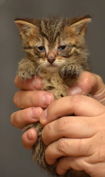 Little Kitten Sore Eyes Arms Animal Shelter — Stock Photo, Image