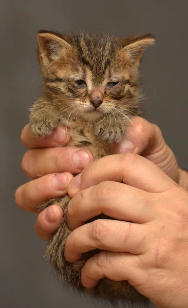 在动物庇护所 一只眼睛酸痛的小猫抱在怀里 — 图库照片