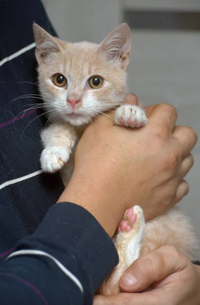 Kleine Pfirsich Und Weiße Katze Den Händen Mit Rotz Katzen — Stockfoto