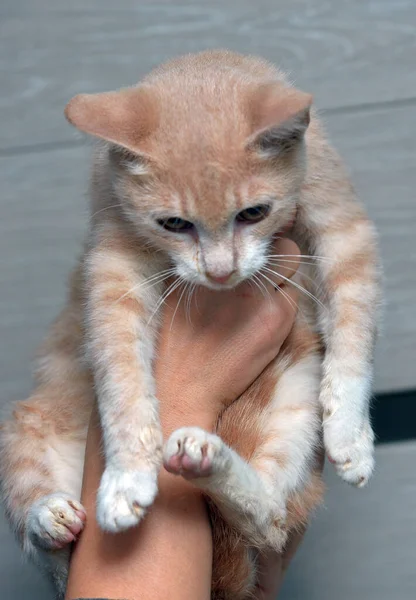 Pequeno Pêssego Gato Branco Mãos Com Ranho Rinotraqueíte Felina — Fotografia de Stock