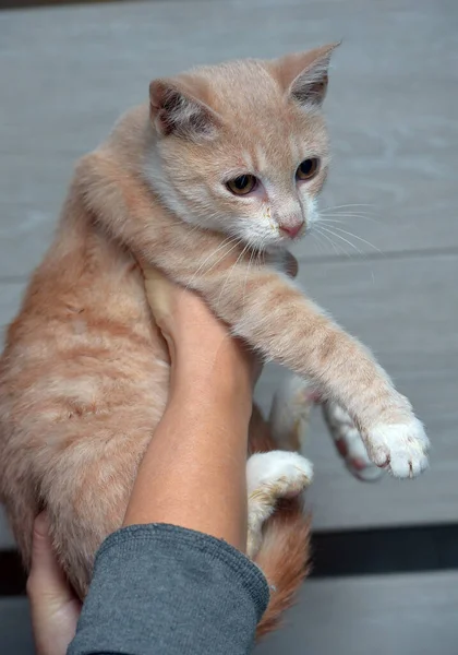 Pequeno Pêssego Gato Branco Mãos Com Ranho Rinotraqueíte Felina — Fotografia de Stock