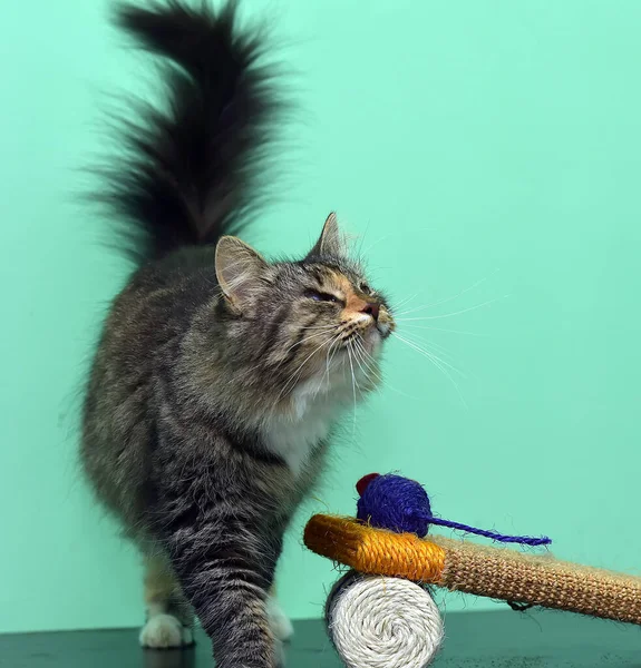 Braune Katze Mit Schmerzenden Augen Tierheim — Stockfoto