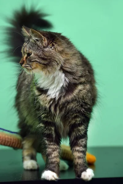 Chat Brun Avec Des Yeux Endoloris Dans Refuge Pour Animaux — Photo