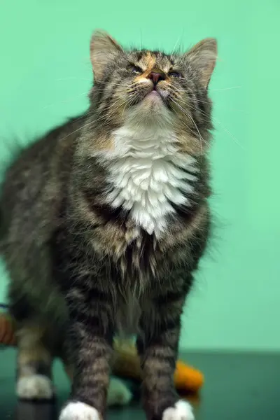 Brązowy Kot Bolącymi Oczami Schronisku Dla Zwierząt — Zdjęcie stockowe