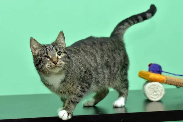 Braune Katze Mit Schmerzenden Augen Tierheim — Stockfoto