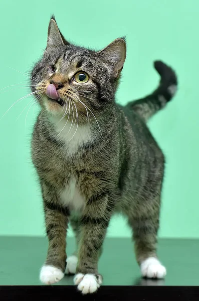 Gato Marrón Con Los Ojos Doloridos Refugio Animales — Foto de Stock