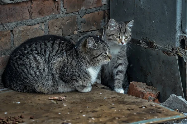 街上放着小猫的流浪猫 — 图库照片
