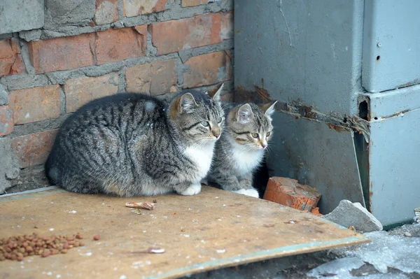 通りに子猫を連れた野良猫が — ストック写真