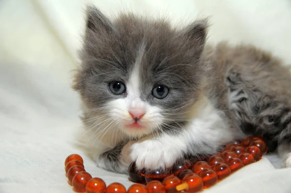 Little Fluffy Gray White Playful Kitten Close — Stock Photo, Image