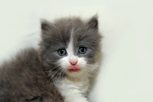 Little Fluffy Gray White Playful Kitten Close — Stock Photo, Image