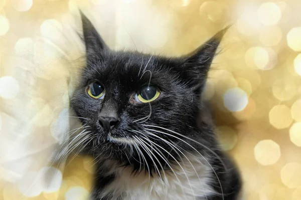 Black White Cat Long White Mustaches Close — Stock Photo, Image