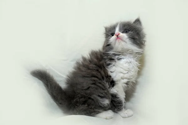 Little Fluffy Gray White Playful Kitten Close — Stock Photo, Image