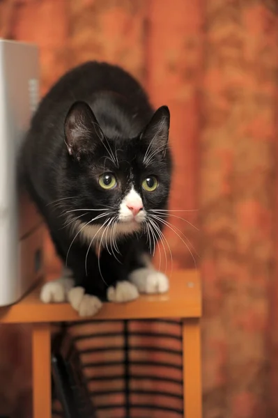 Gato Preto Branco Com Longos Bigodes Brancos Perto — Fotografia de Stock