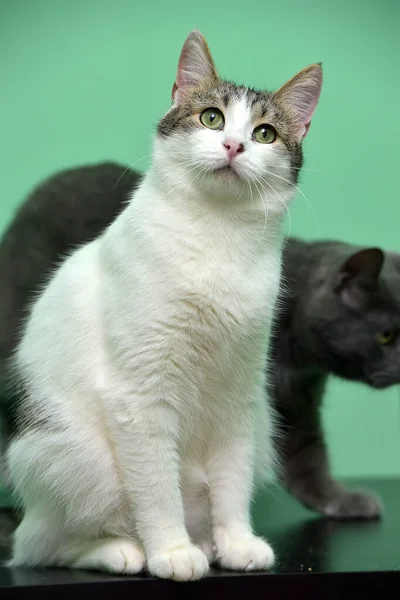 Bílá Šedými Skvrnami Kočka Zeleném Pozadí Zblízka — Stock fotografie
