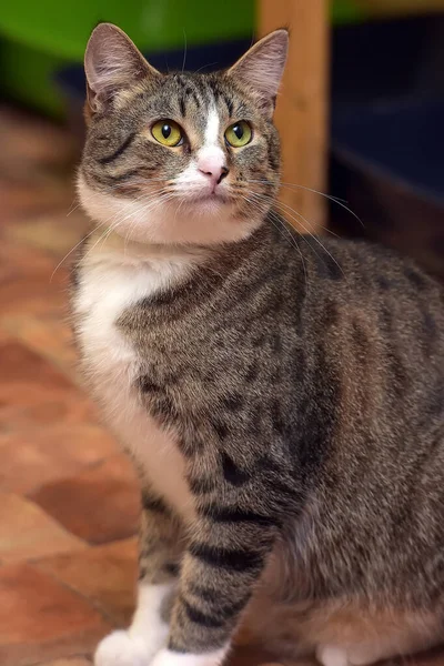 Gatto Stencil Europeo Marrone Bianco Vicino — Foto Stock