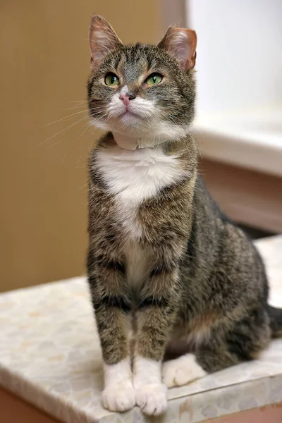 Marrón Blanco Europeo Taquigrafía Gato Cerca —  Fotos de Stock