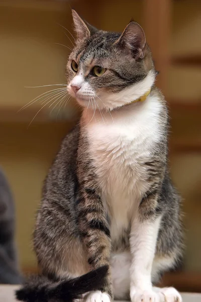 Brown White European Shorthair Cat Close — Stock Photo, Image