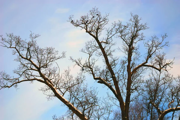 Μαζικά Κλαδιά Δέντρων Καλυμμένα Χιόνι Χειμώνα Μετά Από Χιονόπτωση — Φωτογραφία Αρχείου