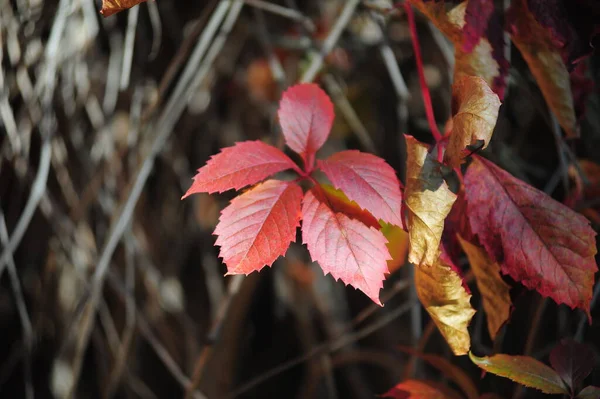 Rode Herfst Wijnstok Bladeren Herfst Close — Stockfoto