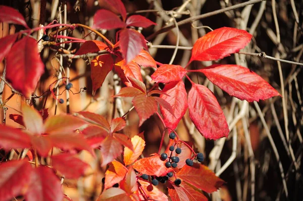 Red Autumn Vine Leaves Fall Close — Stock Photo, Image