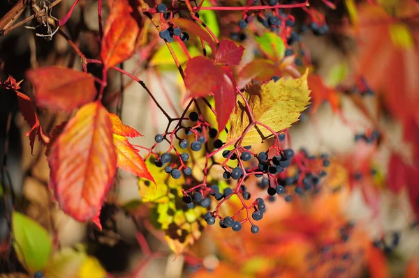 Rote Herbstblätter Herbst Aus Nächster Nähe — Stockfoto