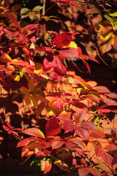 Red Autumn Vine Leaves Fall Close — Stock Photo, Image