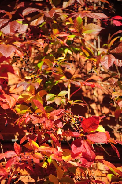 Rote Herbstblätter Herbst Aus Nächster Nähe — Stockfoto