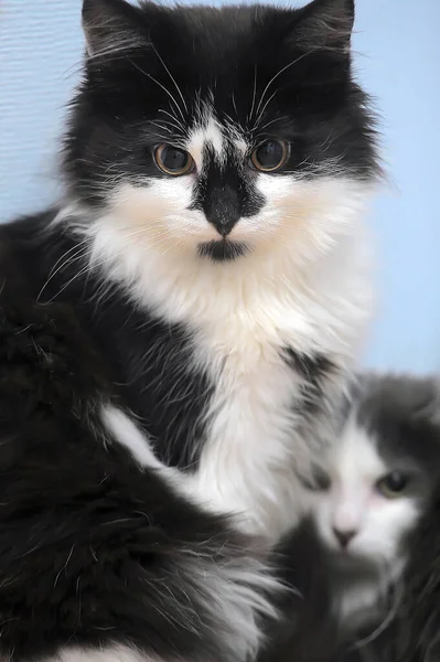 Svart Och Vitt Fluffigt Med Svart Fläck Kattens Ansikte Och — Stockfoto